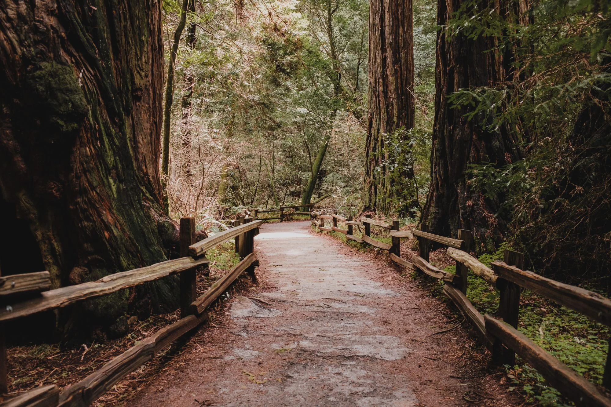 A path through the redwoods in Muir Woods