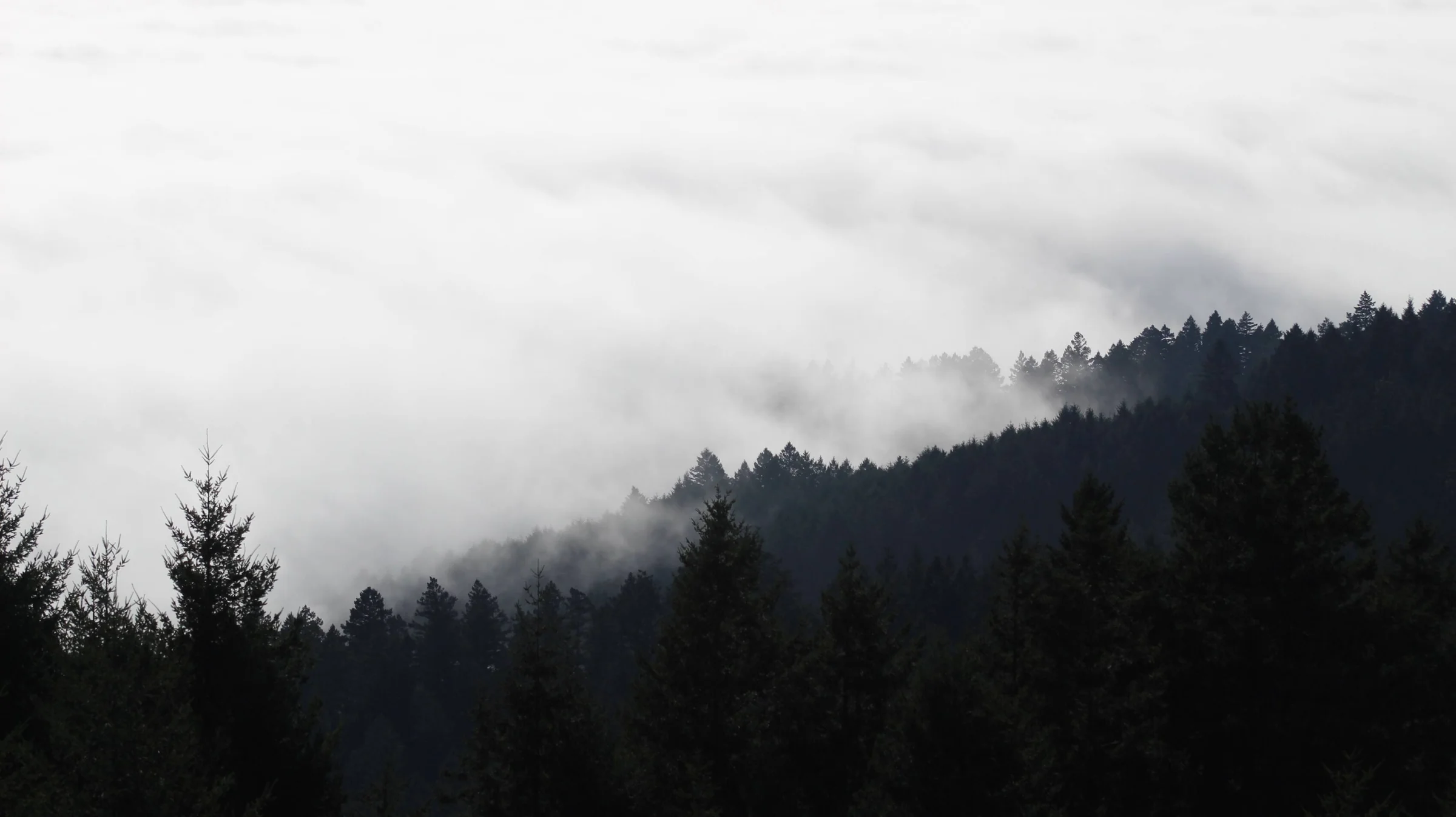 Fog rolling over a dark ridge of trees on Mount Tamalpais